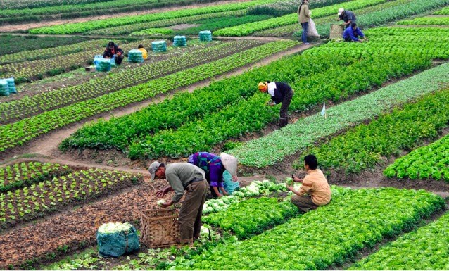 Những khó khăn đặt ra trong phát triển nông nghiệp bền vững. (14/3/2016)