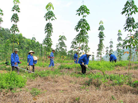 Giải pháp phát triển kinh tế rừng (28/11/2015)