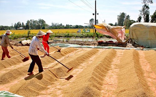 Tương lai nào cho xuất khẩu gạo của Việt Nam (14/12/2016)