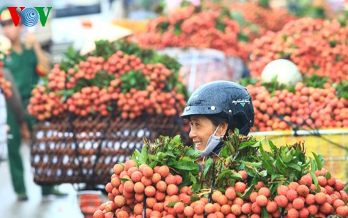 Những tín hiệu vui từ vùng vải Lục Ngạn, Bắc Giang (29/6/2017)