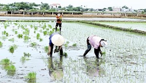 Nông dân các địa phương tích cực xuống đồng phấn đấu hoàn thành đúng khung thời vụ gieo cấy lúa Đông Xuân (Thời sự sáng 20/2/2018)