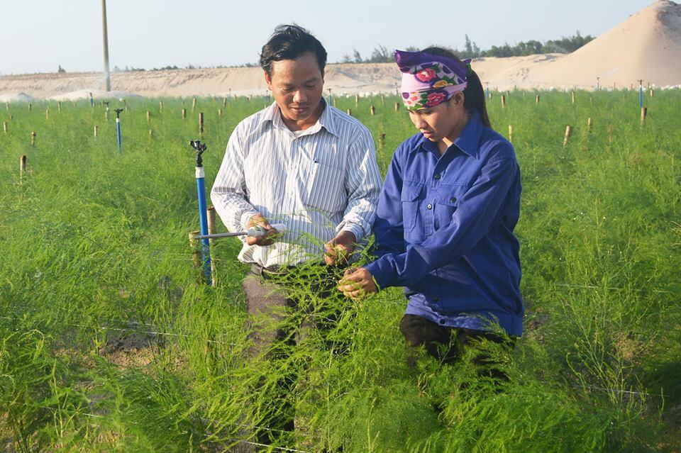 Nông nghiệp và nông thôn ngày 25/12/2014: Cánh đồng trên cát hoang hóa - Thành công trong sản xuất nông nghiệp của tỉnh Hà Tĩnh