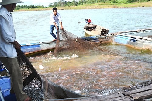 Hiệu quả từ mô hình nuôi cá lồng bè trên hồ chứa ở tỉnh Vĩnh Phúc (28/12/2015)