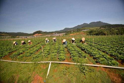 Liên kết sản xuất thích ứng với thị trường (11/12/2015)