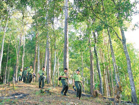 Triển khai REDD+ và vấn đề quản trị rừng ở Việt Nam (28/1/2016)