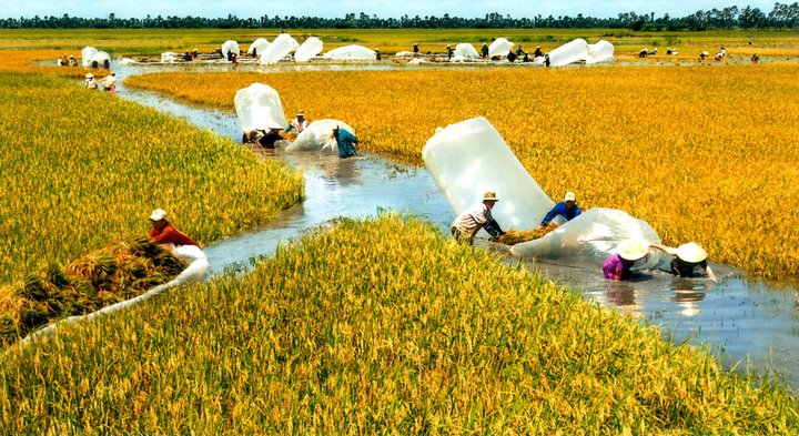 Huy động toàn lực khẩn trương cứu vựa lúa lớn nhất Việt Nam (20/2/2016)