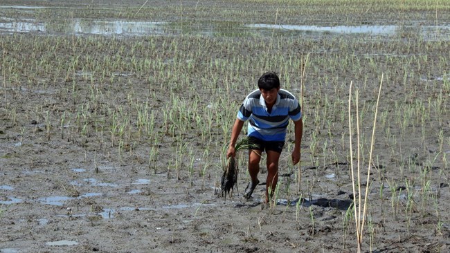 Hàng chục nghìn héc ta lúa tại đồng bằng Sông Cửu Long bị chết do nhiễm mặn (Thời sự đêm 1/2/2016)