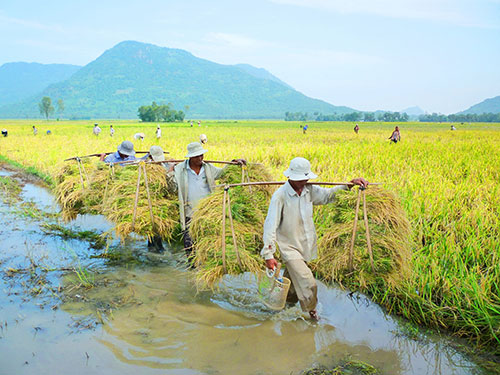 Gạo Việt loay hoay trước TPP (10/3/2016)