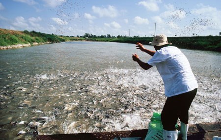 Biển đảo Việt Nam ngày 23/8/2014:Khai thác thủy sản bằng giã cào bay: Hiểm họa khó lường. 