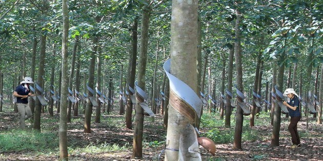 Nông nghiệp và nông thôn ngày 24/8/2014: Giải pháp phát triển cây cao su vùng Đông Nam Bộ