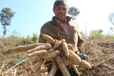 Nông nghiệp và nông thôn ngày 28/7/2014: Kon Tum: Cần tìm giải pháp để cây sắn phát triển bền vững
