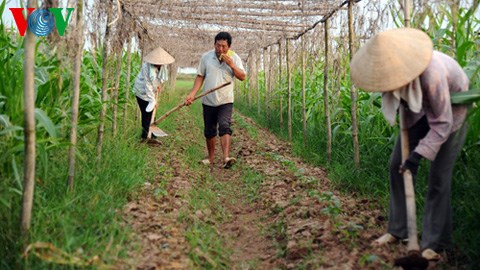 Nông nghiệp và nông thôn ngày 29/6/2014: Dự án tài chính nông thôn: Tiếp sức cho nông dân xóa đói giảm nghèo