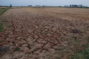 El Nino sẽ ảnh hưởng nghiêm trọng đến sản xuất nông nghiệp và đời sống người dân khu vực Trung bộ, Tây Nguyên và Đồng bằng Sông Cửu Long. (Thời sự sáng 17/10/2015)