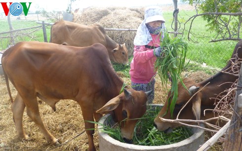 Những thách thức đối với ngành chăn nuôi Việt Nam khi tham gia Hiệp định đối tác xuyên Thái Bình Dương.