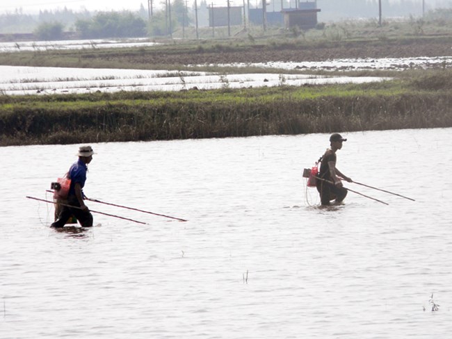 Sử dụng chất độc, chất nổ, xung điện để khai thác thủy sản: Tác hại, biện pháp quản lý và ngăn chặn.