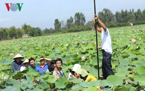 Đồng Tháp - Nơi cây sen làm nên thương hiệu du lịch