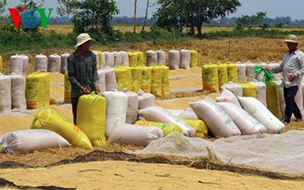 Tái cơ cấu ngành lúa gạo – điểm nghẽn cần tháo gỡ