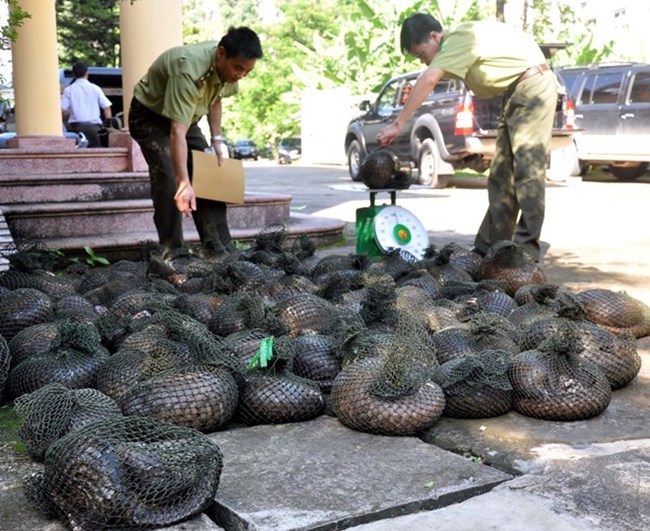 Nguy cơ bỏ lọt tội phạm buôn bán các loài động vật hoang dã: cán bộ tiêu cực, dân mất niềm tin.