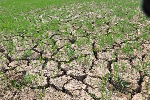 Ngành nông nghiệp nước ta sẽ phải đối mặt với hiện tượng El Nino kéo dài nhất trong 60 năm qua. (Thời sự đêm 31/10/2015)