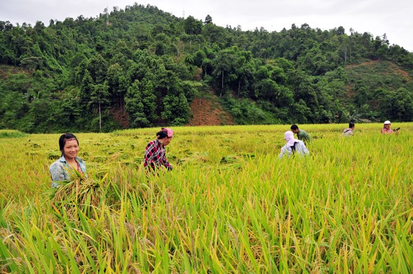 Giải pháp bền vững cho những mùa vàng bội thu