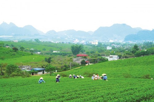 Quốc hội sẽ có Nghị quyết về quản lý, sử dụng đất đai tại các nông, lâm trường. 