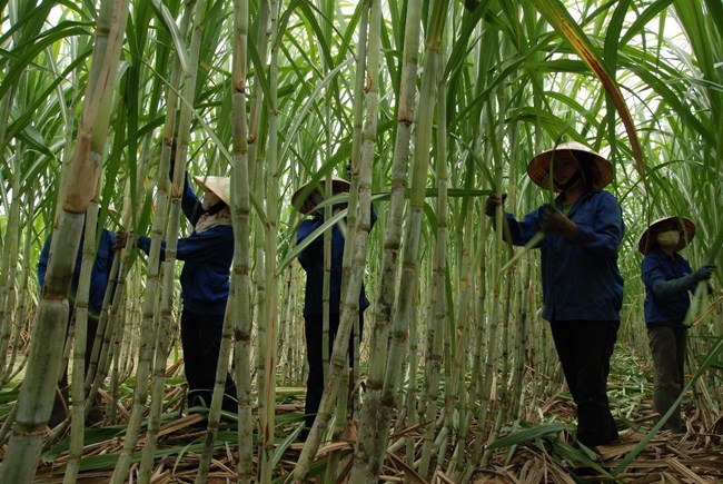 Kỹ thuật nâng cao năng suất, chất lượng trong sản xuất mía.