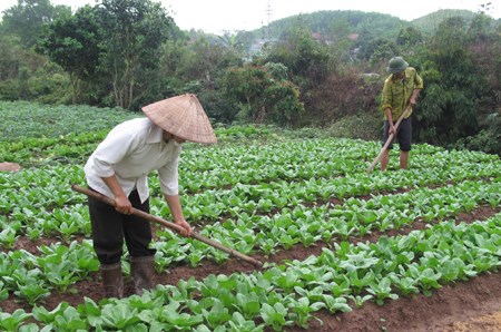 Sản xuất nông nghiệp sạch - nông dân không mặn mà. (27/11/2015)