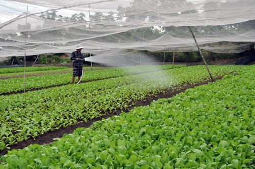 Giải pháp để đảm bảo an toàn thực phẩm và sản xuất sạch trong nông nghiệp. (27/11/2015)