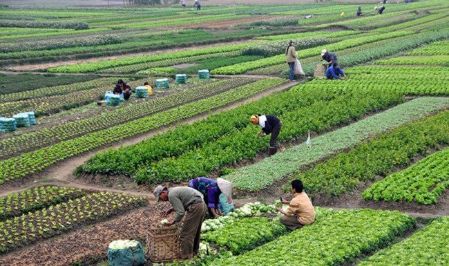 Manh mún, nhỏ lẻ, nông dân ra biển lớn trên xuồng ba lá (30/11/2015)