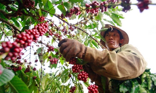 Những nỗi lo hậu tái canh cây cà phê (2/12/2015)