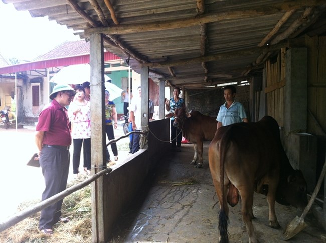 Thái Nguyên nâng cao hiệu quả chăn nuôi trâu bò bằng cải tạo giống. (03/12/2015)