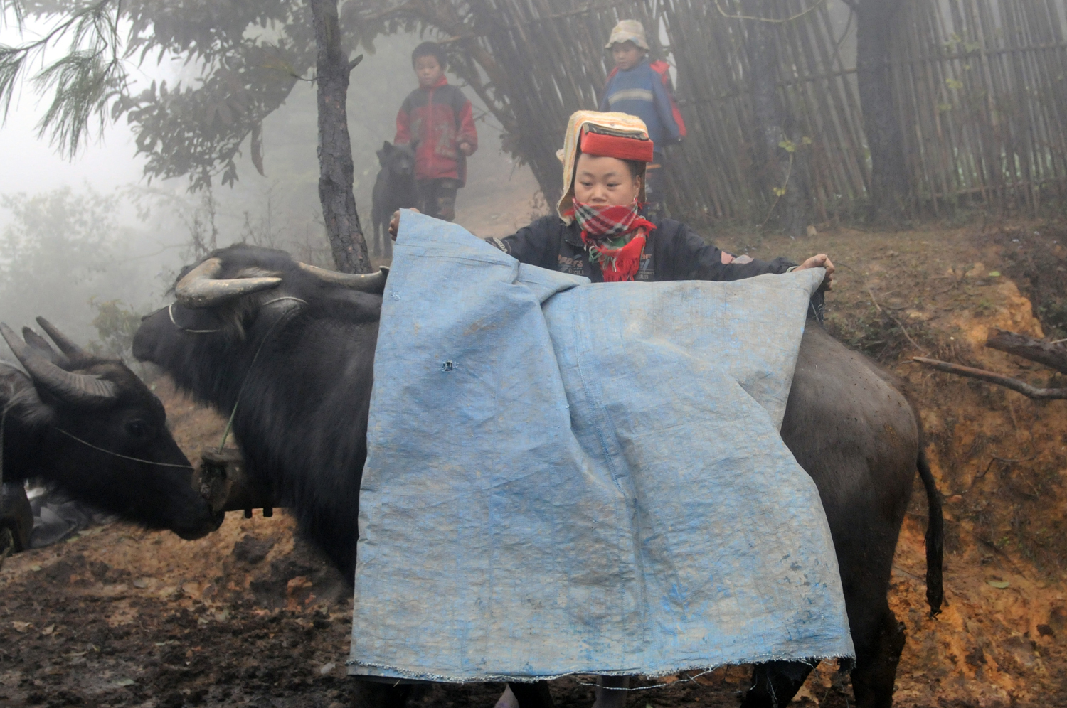 Rét đậm, rét hại: Không để nông dân mất “đầu cơ nghiệp”