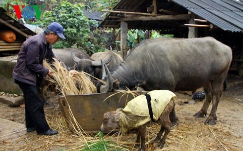 Nông nghiệp và nông thôn ngày 12/02/2015: Người dân Lào Cai chủ động phòng tránh rét cho trâu, bò