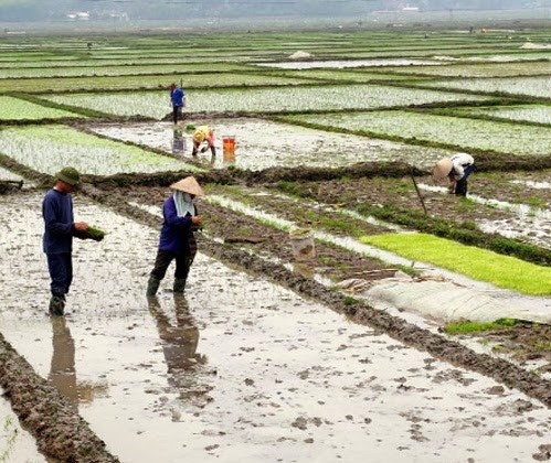 Nông nghiệp và nông thôn ngày 06/02/2015: Các tỉnh Bắc Bộ chủ động gieo cấy vụ Đông Xuân