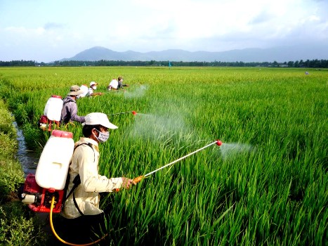 Chuyên gia của bạn ngày 18/3/2015: Tư vấn phòng trừ sâu bệnh hại lúa Đông Xuân miền Bắc.