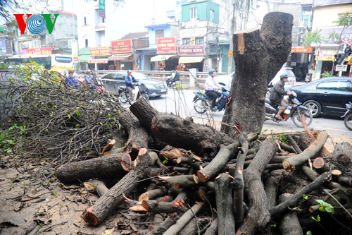 Thời sự trưa ngày 22/3/2015: Đã có đơn vị đầu tiên công bố công khai về việc chặt cây và quy trình xử lý những cây đã bị đốn hạ theo yêu cầu của thành phố.