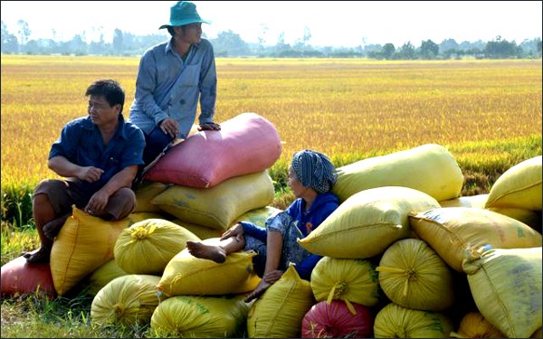 Có nên tiếp tục duy trì phương thức thu mua tạm trữ lúa gạo?