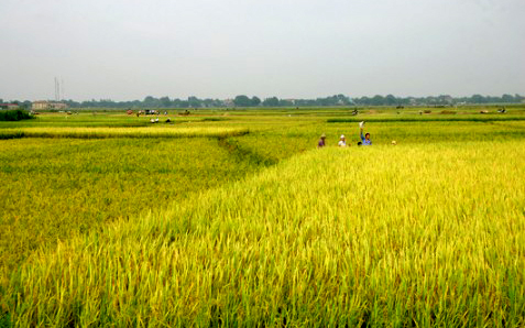 Chính phủ với người dân ngày 16/4/2015: Đất chuyên trồng lúa nước được ngân sách nhà nước hỗ trợ 1 triệu đồng/ha/năm.