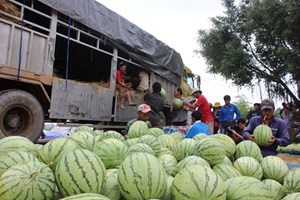 Từ chuyện tình nguyện giải cứu nông sản tới giải pháp cho hệ thống phân phối nông sản Việt Nam