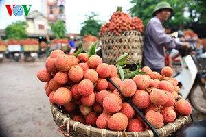 Tìm lối thoát cho nông sản:Đầu tiên là nâng cao chất lượng.