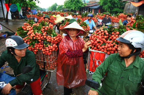 Thời sự sáng ngày 01/5/2015: Thông tin vui với người trồng vải: ngay trong vụ này, vải thiều Việt Nam có thêm thị trường xuất khẩu mới là Austraylia.