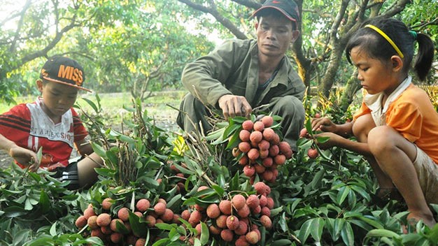 Nông nghiệp và nông thôn ngày 02/5/2015: Tìm giải pháp gỡ khó cho tiêu thụ nhãn, vải.