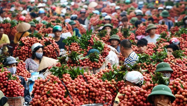 Nông nghiệp và nông thôn ngày 11/5/2015: Mở rộng diện tích cây ăn quả cần tính đến thị trường.