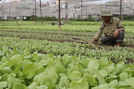 Nông sản an toàn: Khó khi trồng, bí đầu ra.