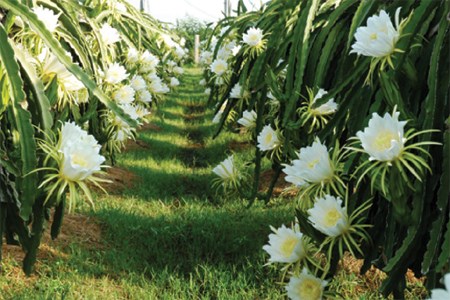 Nông nghiệp và nông thôn ngày 12/5/2015: Tình trạng nông dân Long An, Tiền Giang bán hoa thanh long cho thương lái.