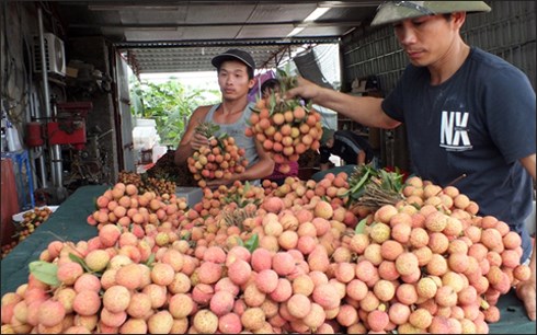 Nông nghiệp và nông thôn ngày 24/5/2015: Vải Thanh Hà, nhiều thách thức trước cơ hội xuất khẩu sang Mỹ.