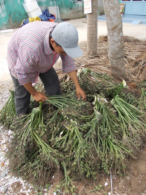 Những rủi ro ẩn chứa từ việc thương lái Trung Quốc thu mua những nông sản lạ đời ở Việt Nam 