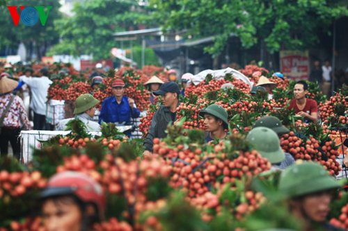 Thời sự trưa ngày 28/5/2015: Những lô vải thiều đầu tiên của Việt Nam sẽ được xuất khẩu sang thị trường Mỹ vào ngày 30/5.