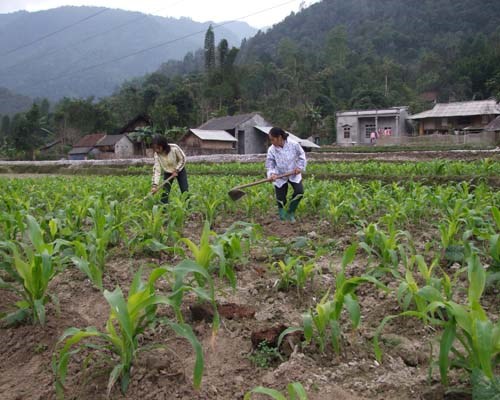 Nông nghiệp và nông thôn ngày 09/5/2015: Mở rộng diện tích ngô - bước đột phá phát triển kinh tế Lai Châu.