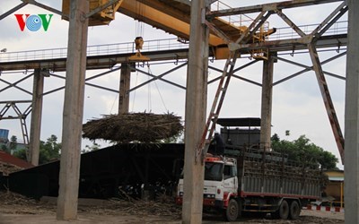 Nan giải bài toán phát triển bền vững ngành mía đường (Nông nghiệp và nông thôn ngày 14/6/2015)